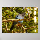 Buscar arrendajos azules posters Naturaleza