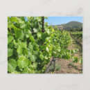 Buscar lagar postales Viñedo