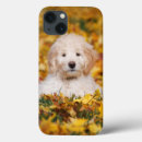 Buscar goldendoodle electronica Foto
