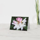 Buscar rododendro tarjetas Fotografía