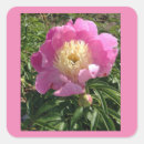 Buscar del peony fotografía General y unisex
