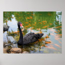 Buscar cisne negro posters Estanque
