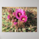 Buscar cactus de barril Floración