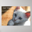 Buscar gato del refugio posters Rescate