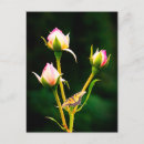 Buscar mariposas rosas postales Floral