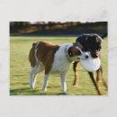 Buscar conflictos postales Animal