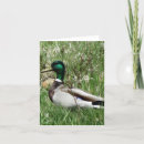 Buscar drake tarjetas Aves acuáticas