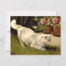 Buscar gato persa blanco tarjetas 9 º gata
