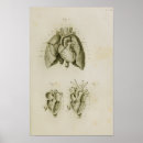 Buscar órgano anatomía posters Humano