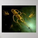 Buscar bacteriología posters Amarillo