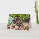 Buscar planta suculenta tarjetas Naturaleza
