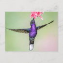 Buscar colibríes postales General y unisex