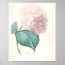 Buscar hydrangea rosado Blanco