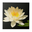 Buscar waterlily otros Loto