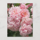 Buscar felicia postales Flores