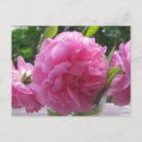Buscar rosas antiguos postales General y unisex