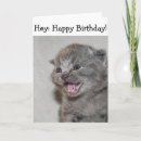 Buscar gato sorprendido postales Gris