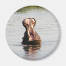 Buscar hippopotamuses imanes Fauna