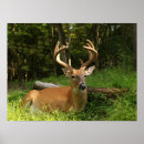 Buscar whitetail Maderas
