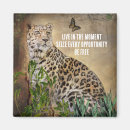 Buscar leopardo imanes Vida silvestre