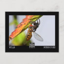 Buscar insecto fotografía Insectos