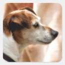 Buscar jack russell pegatinas Animales