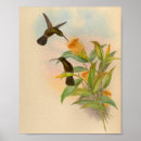 Buscar colibríes posters Amarillo