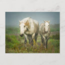 Buscar sheila postales Rancho