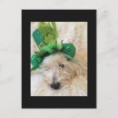 Buscar westie postales Perro adorable