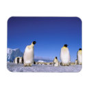 Buscar habitat imanes Antártico