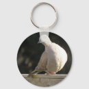 Buscar palomas collares Pájaro