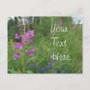 Buscar el fireweed Rosa