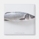 Buscar pescados imanes Criaturas del sealife