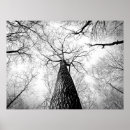 Buscar árbol blanco negro posters Naturaleza