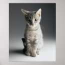 Buscar tabby azul posters Gatito