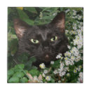 Buscar cara del gato azulejos Gatito
