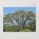 Buscar egrets postales Gran egret