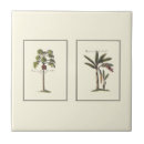 Buscar palmera azulejos Botánico