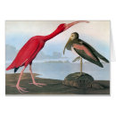 Buscar audubon ibis Granger