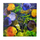 Buscar pescados coloridos azulejos Tropical