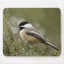 Buscar chickadee fotografía Naturaleza