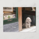 Buscar enanos y un perro postales Para todos