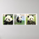 Buscar panoramic photography posters Nature