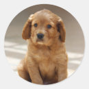 Buscar ojos animales pegatinas Cachorro