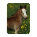 Buscar ecuestre imanes Inmoralidad