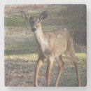 Buscar venado de cola blanca posavasos Naturaleza