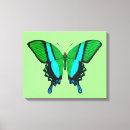 Buscar mariposa verde lienzos Cola de golondrina