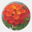 Buscar hojas anaranjadas pegatinas Floral