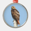 Buscar aves rapaces adornos Halcones