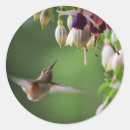Buscar colibríes pegatinas Animales